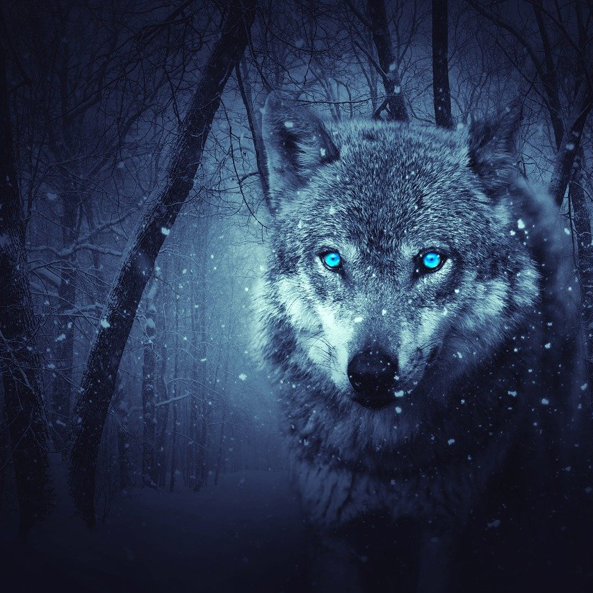 Wolf